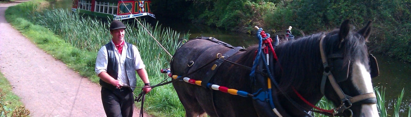 Meet Our Horses