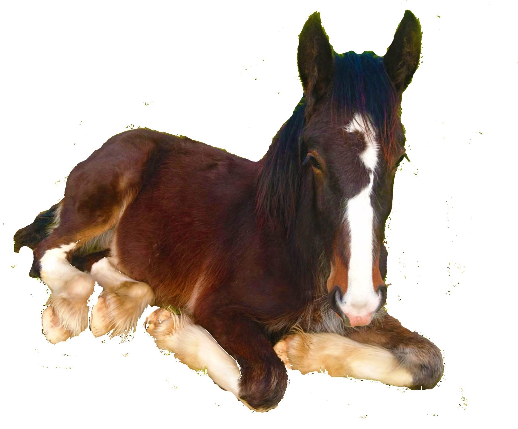 Brindley as a foal (or yearling)