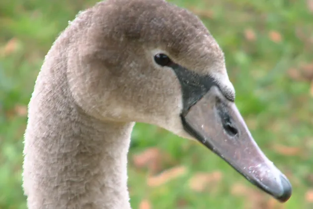 Brown Swan