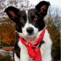 News: Tiverton MP Supports Pet Micro Chipping Campaign