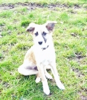 News: New Paws On Board - Meet Milly The Puppy